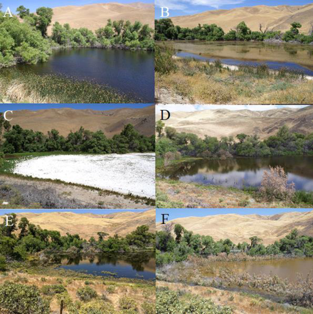 Fig. 2 Refer to the following caption and surrounding text.